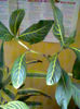 sanchezia
