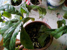 clerodendron