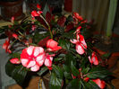 impatiens-achizitie noua