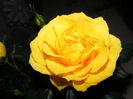DSCF5516