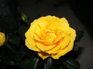 DSCF5517