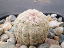 Echinocereus rubrispinus