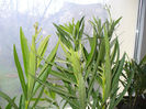 martie2013 047
