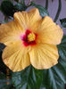 26 martie 2013-flori 003