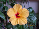 26 martie 2013-flori 024
