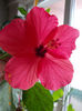 26 martie 2013-flori 062