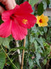 26 martie 2013-flori 059