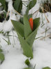 Tulipa Stresa (2013, March 26)