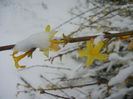 Jasminum nudiflorum (2013, March 26)