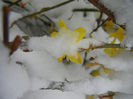 Jasminum nudiflorum (2013, March 26)