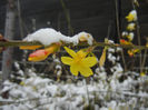 Jasminum nudiflorum (2013, March 26)
