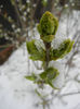 White Lilac Tree (2013, March 26)