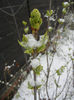White Lilac Tree (2013, March 26)