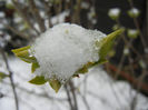 White Lilac Tree (2013, March 26)