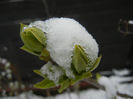 White Lilac Tree (2013, March 26)