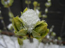 White Lilac Tree (2013, March 26)