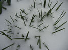 Crocus in the Snow (2013, March 26)