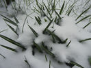 Crocus in the Snow (2013, March 26)