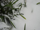 Daffodils in the Snow (2013, Mar.26)