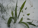 Daffodils in the Snow (2013, Mar.26)