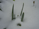 Daffodils in the Snow (2013, Mar.26)