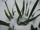 Daffodils in the Snow (2013, Mar.26)