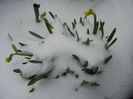 Daffodils in the Snow (2013, Mar.26)
