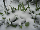 Tulips in the Snow (2013, March 26)