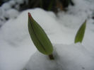 Tulips in the Snow (2013, March 26)