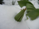 Tulips in the Snow (2013, March 26)