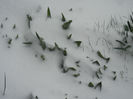 Tulips in the Snow (2013, March 26)