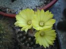 Parodia cardenasii