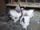 brahma herminat deschis