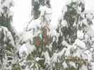 IMG_1428