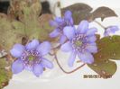 IMG_1452