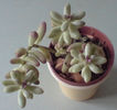 Pachyphytum oviferum