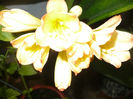 Clivia White Lips 26.03.2013