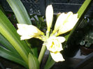Galbena variegata 26.03.2013
