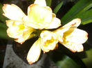 Clivia White Lips 26.03.2013