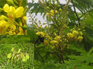 Caesalpinia sappan