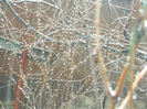 DSCN5922