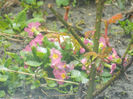 DSCN5929
