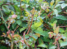 DSCN5947