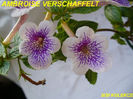 ACHIMENES_AMBROISE_VERSCHAFFELT_2