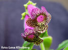 kohleria warszewiczii