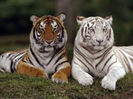 2 tigri la fel,dar diferiti!