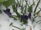 Crocus Negro Boy (2013, March 27)