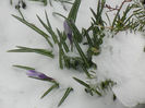 Crocus King of the Striped (2013, Mar.27)