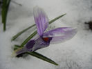 Crocus King of the Striped (2013, Mar.27)