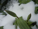 Tulips in the Snow (2013, March 27)